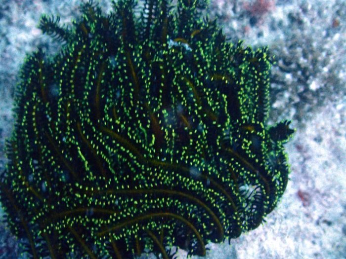 Anneissia (Oxycomanthus) bennetti