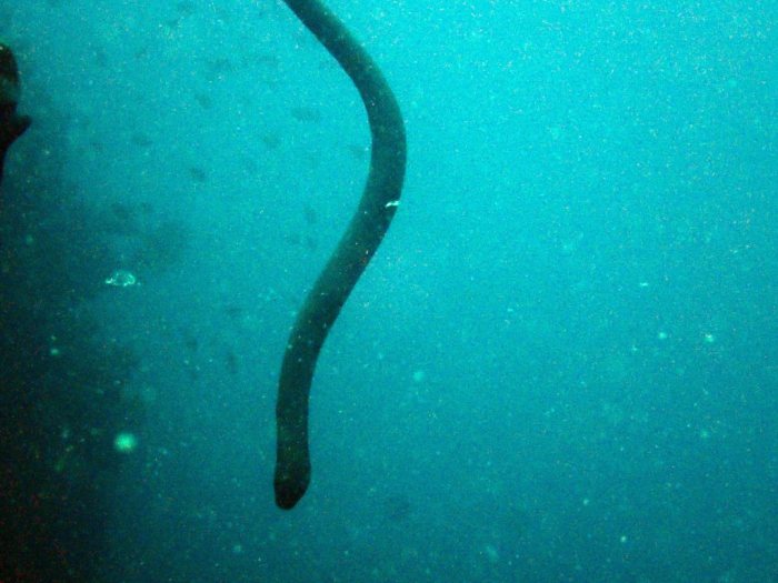 Aipysurus laevis