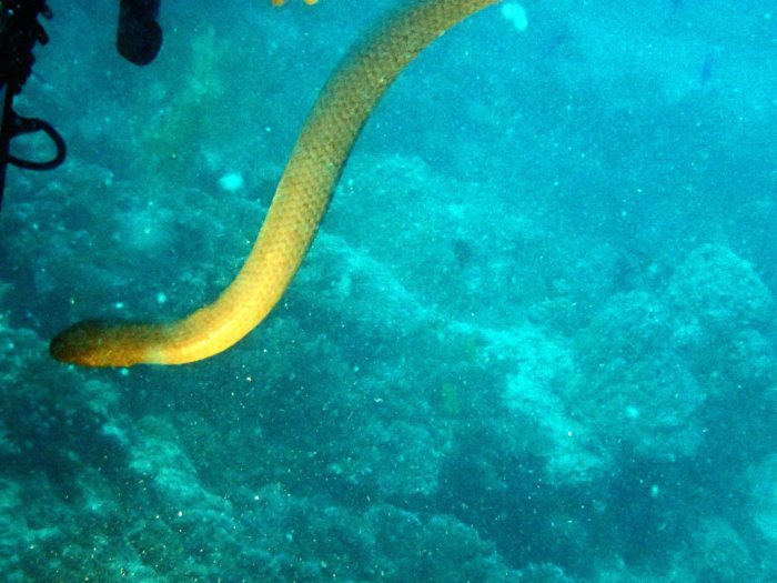 Aipysurus laevis