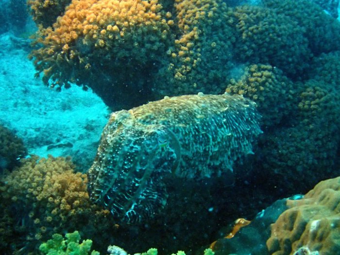 Seiche (Sepia latimanus)