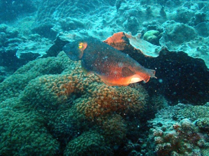 Seiche (Sepia latimanus)