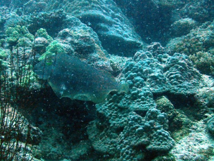 Seiche (Sepia latimanus)