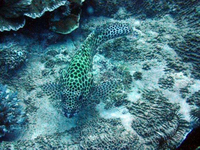 Epinephelus merra