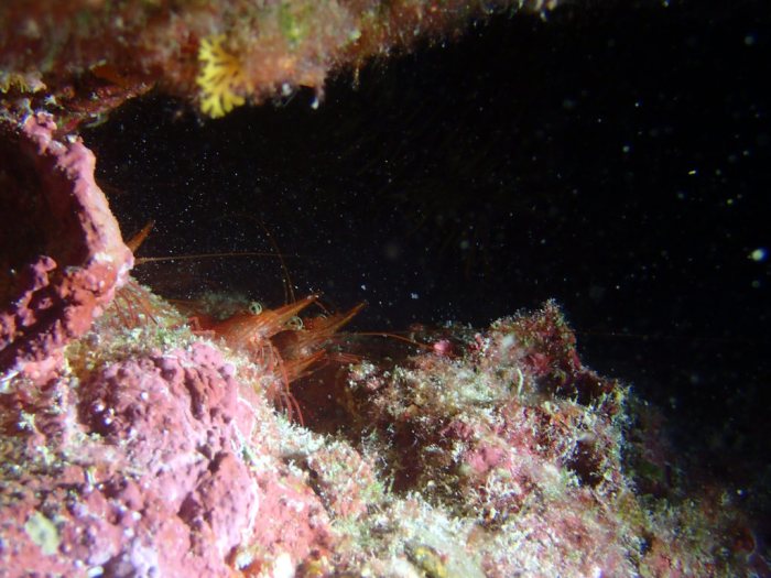 Rhynchocinetes brucei