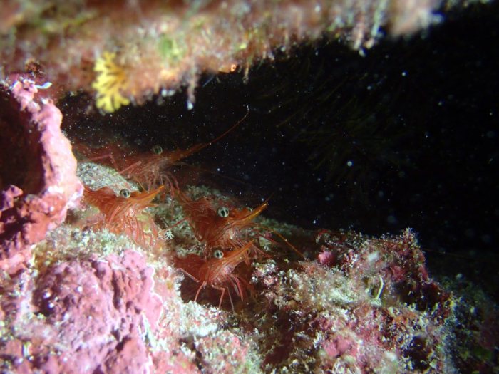 Rhynchocinetes brucei