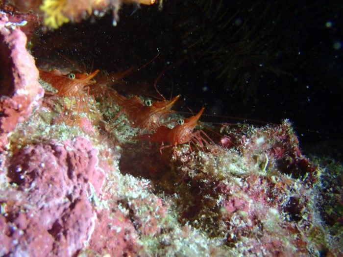 Rhynchocinetes brucei