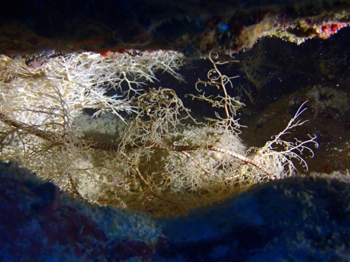 Astrobo nuda