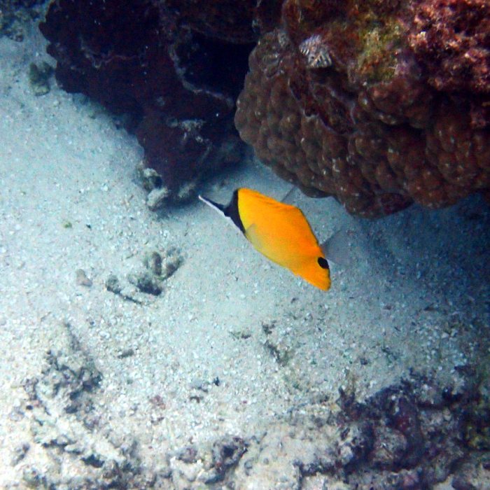 Forcipiger flavissimus