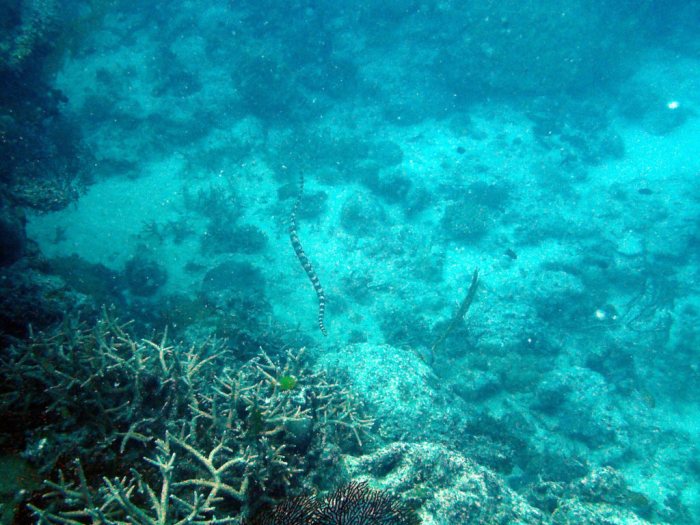 Emydocephalus annulatus