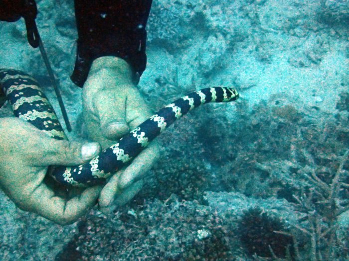 Emydocephalus annulatus
