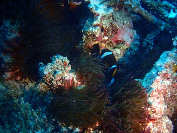 Amphiprion akindynos