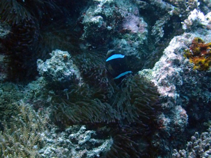 Amphiprion akindynos