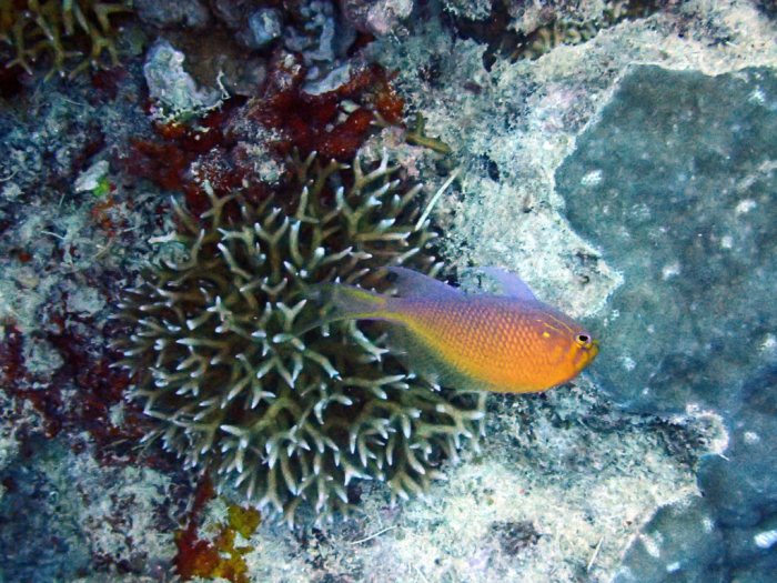 Serranocirrhitus latus