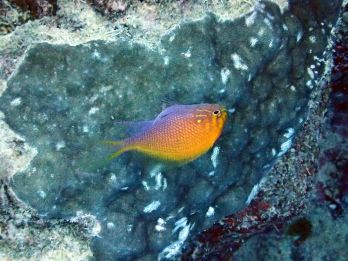 Serranocirrhitus latus