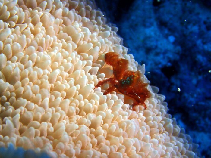 Crabe