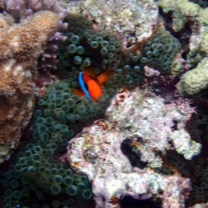 Amphiprion melanopus