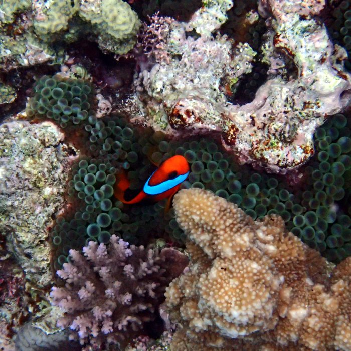 Amphiprion melanopus