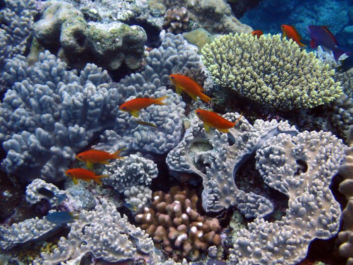 Pseudanthias squamipinnis
