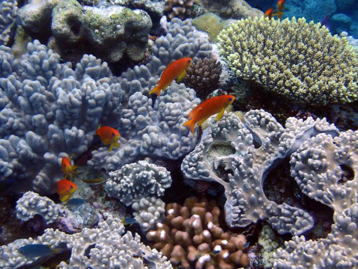 Pseudanthias squamipinnis