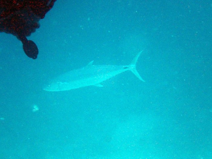 Poissons osseux