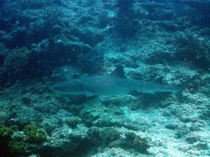 Requin à pointe blanche du lagon