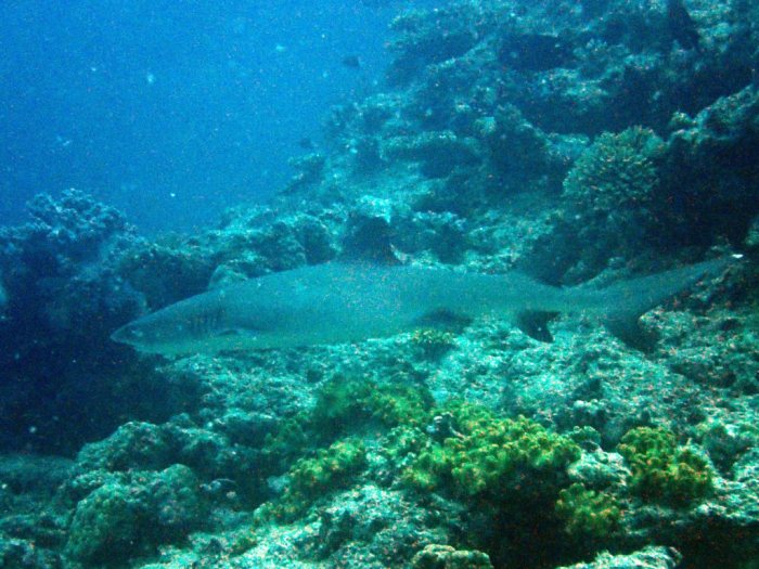 Requin à pointe blanche du lagon