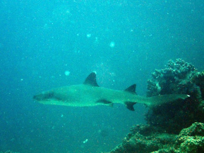 Requin à pointe blanche du lagon