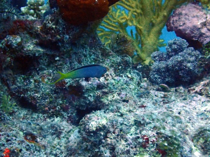 Meiacanthus atrodorsalis