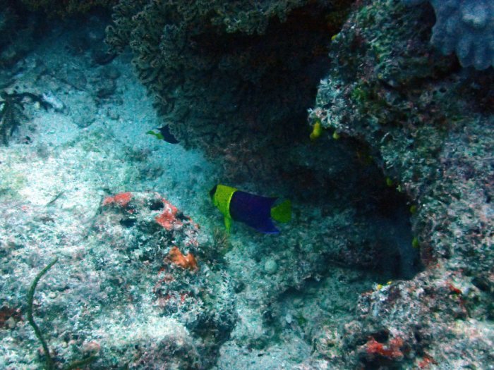 Centropyge bicolor