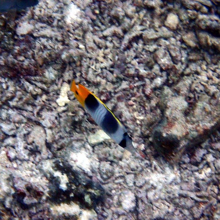 Chaetodon ulietensis