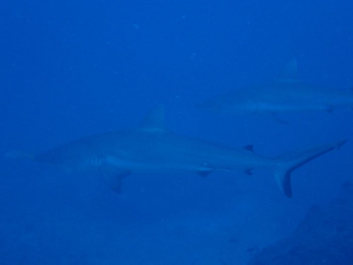 Requin à pointe blanche du lagon