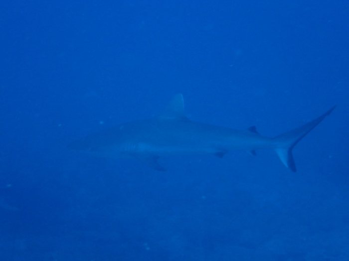 Requin à pointe blanche du lagon