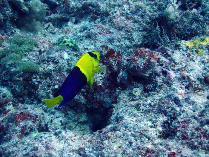 Centropyge bicolor