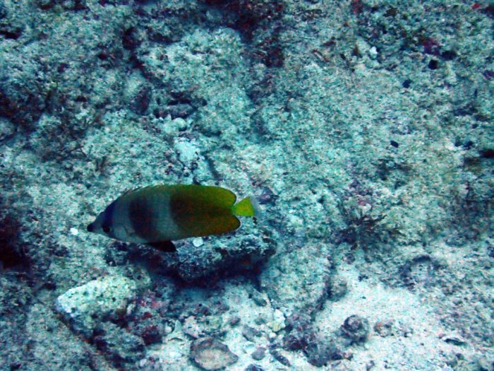 Chaetodon kleinii