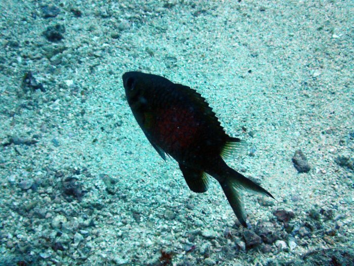 Poissons osseux