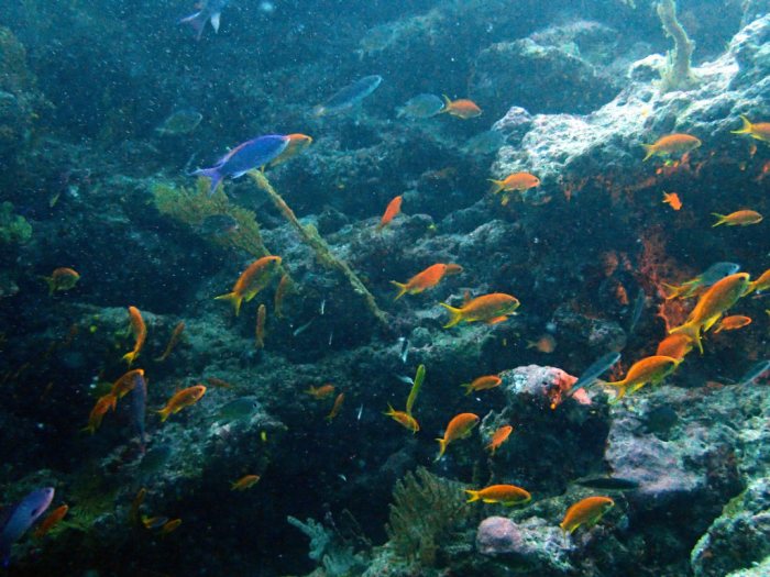 Pseudanthias squamipinnis