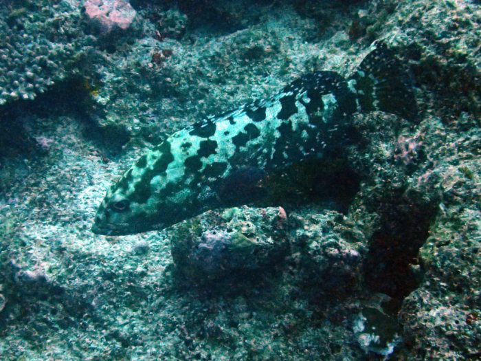 Epinephelus coioides