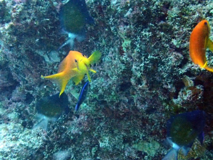 Pseudanthias squamipinnis