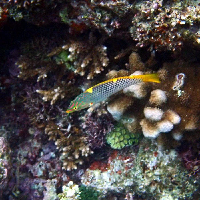 Halichoeres hortulanus