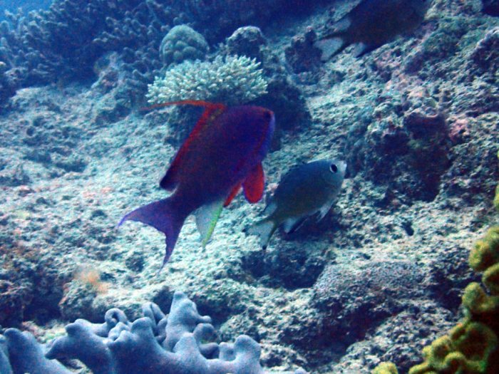 Pseudanthias squamipinnis