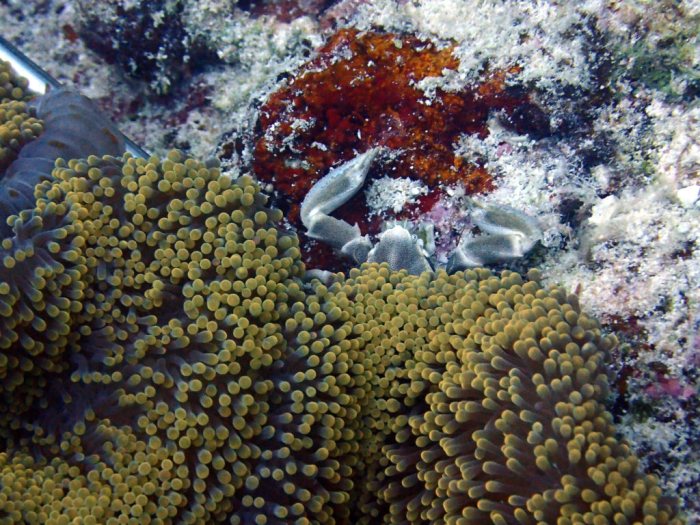 Neopetrolisthes maculatus