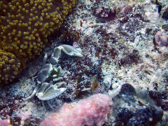 Neopetrolisthes maculatus
