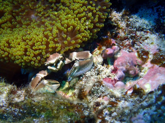 Neopetrolisthes maculatus