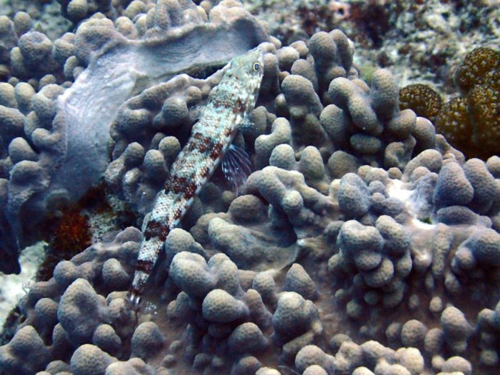 Synodus binotatus