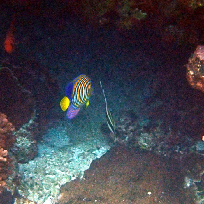 Pygoplites diacanthus