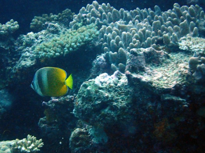 Chaetodon kleinii