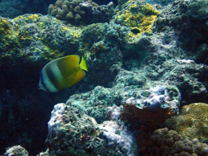 Chaetodon kleinii