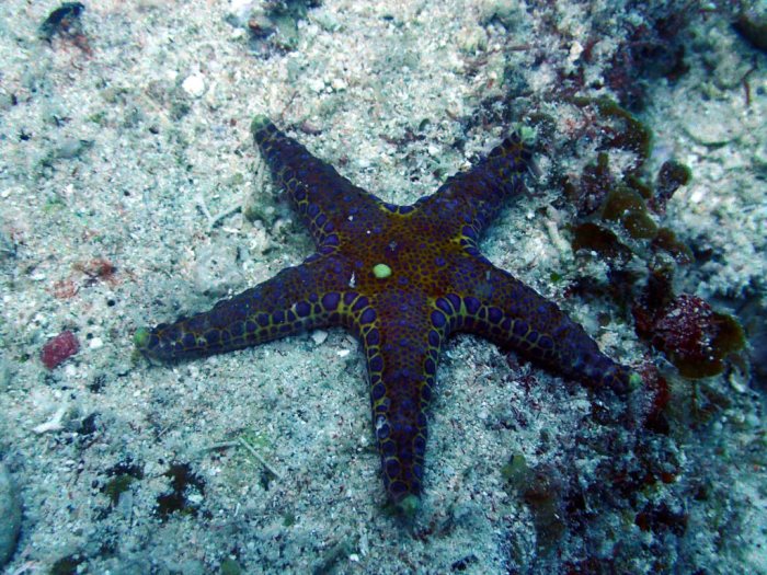 Neoferdina cumingi