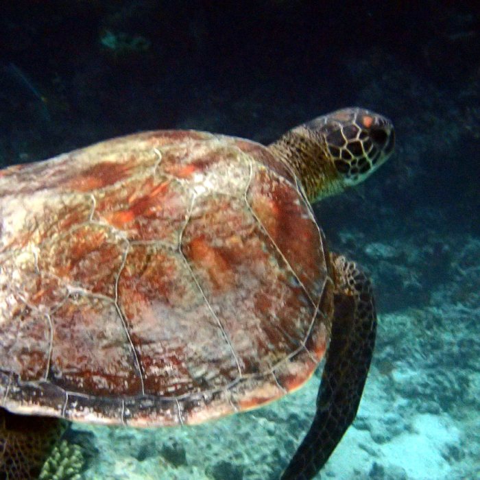 Chelonia mydas (tortue verte)