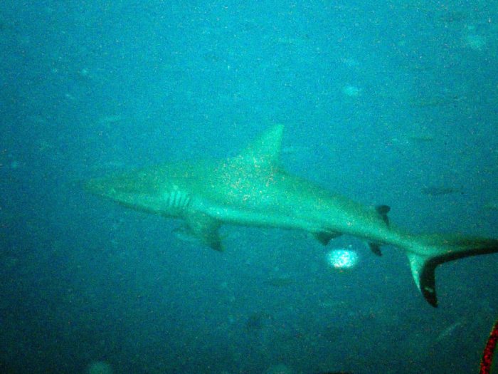 Requin à pointe blanche du lagon